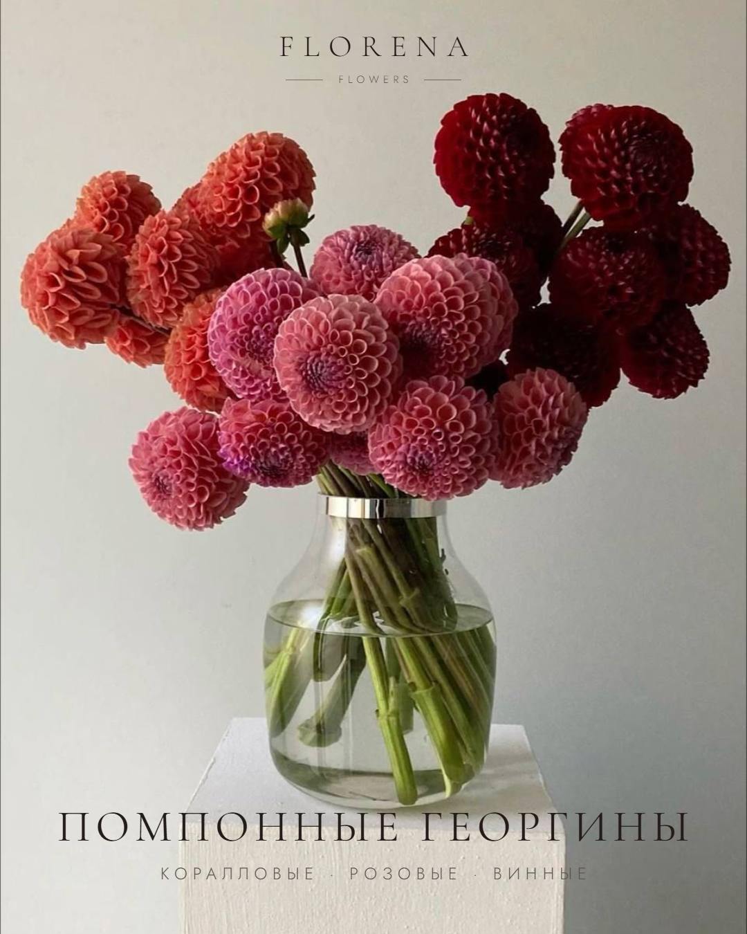 Помпонные георгины